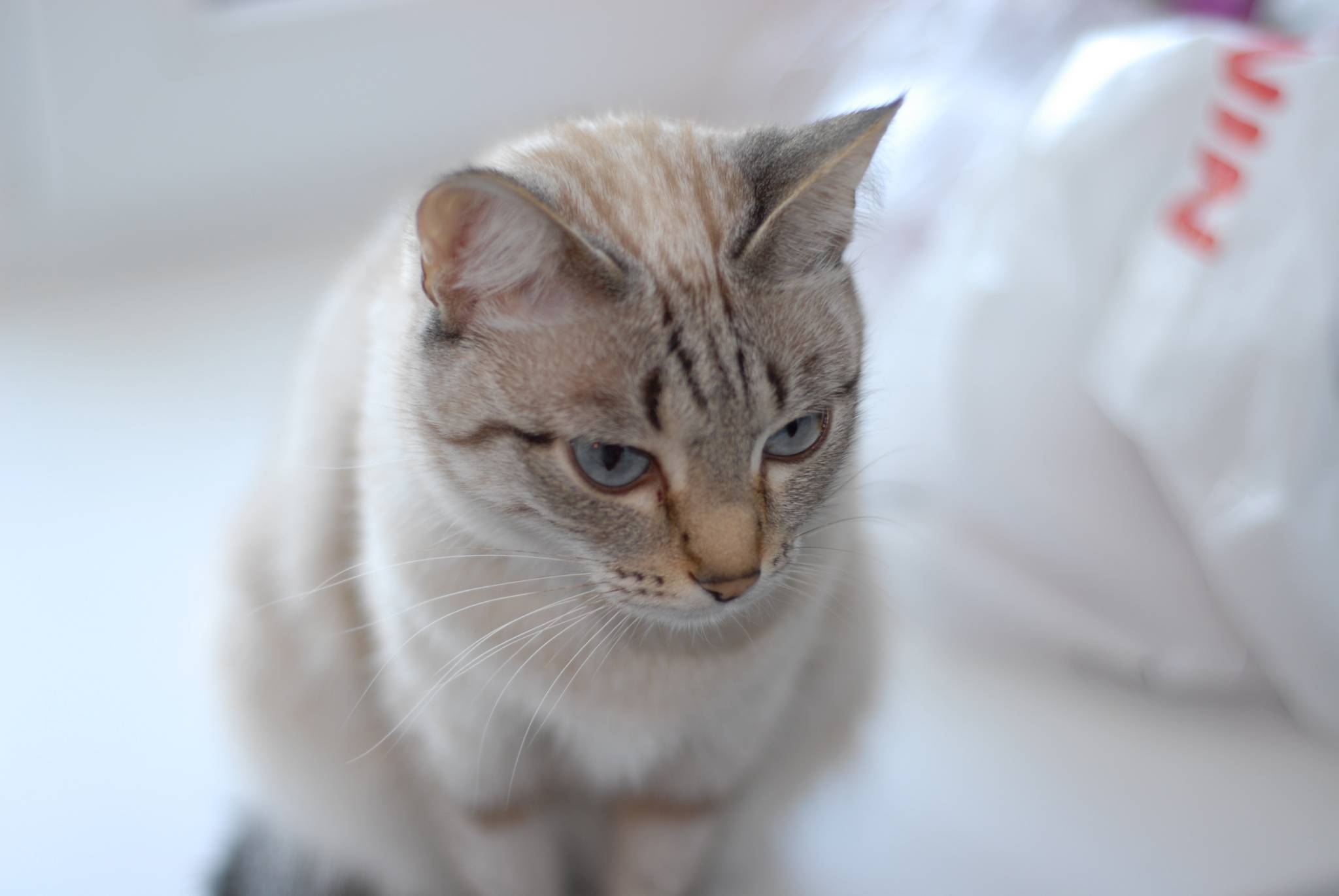 Кошка