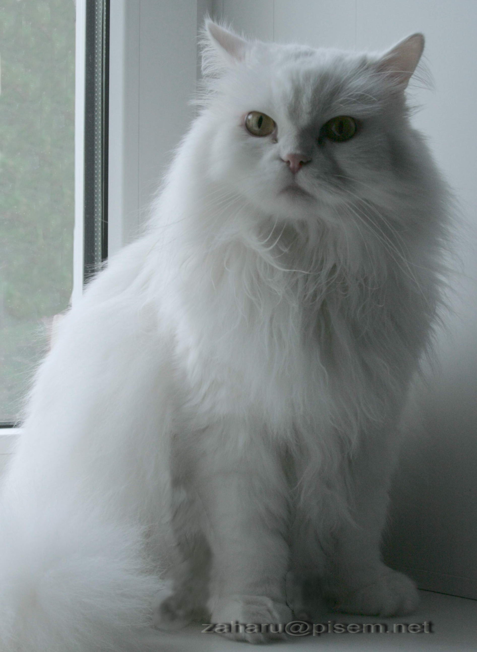 Котофей Иванович