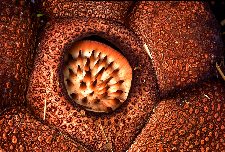 Rafflesia