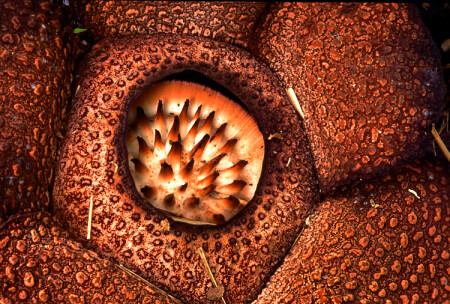 Rafflesia