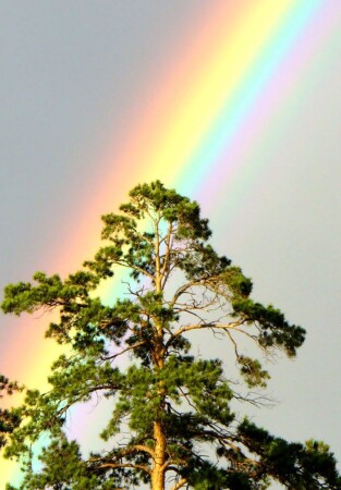 Краски лета