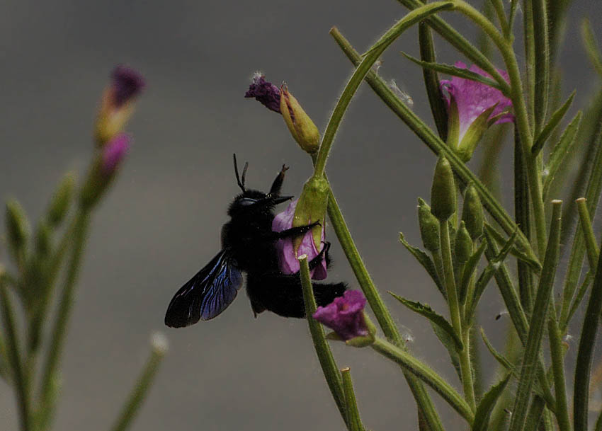 Шмель-плотник фиолетовый (Xylocopa violacea)