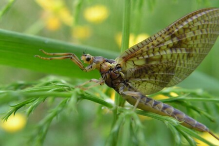 ...ах, оставьте...