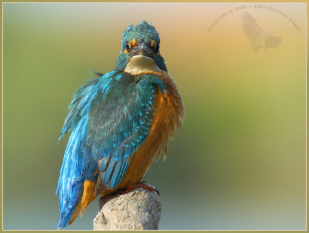 Common Kingfisher - в фаз ...