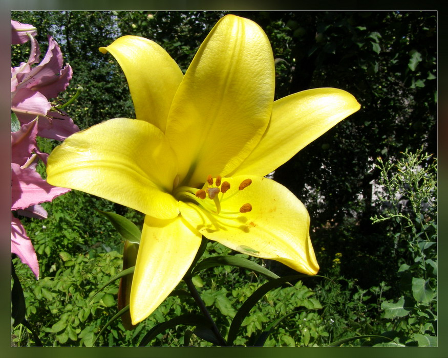 flower-1