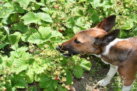 Клубничку кушаем