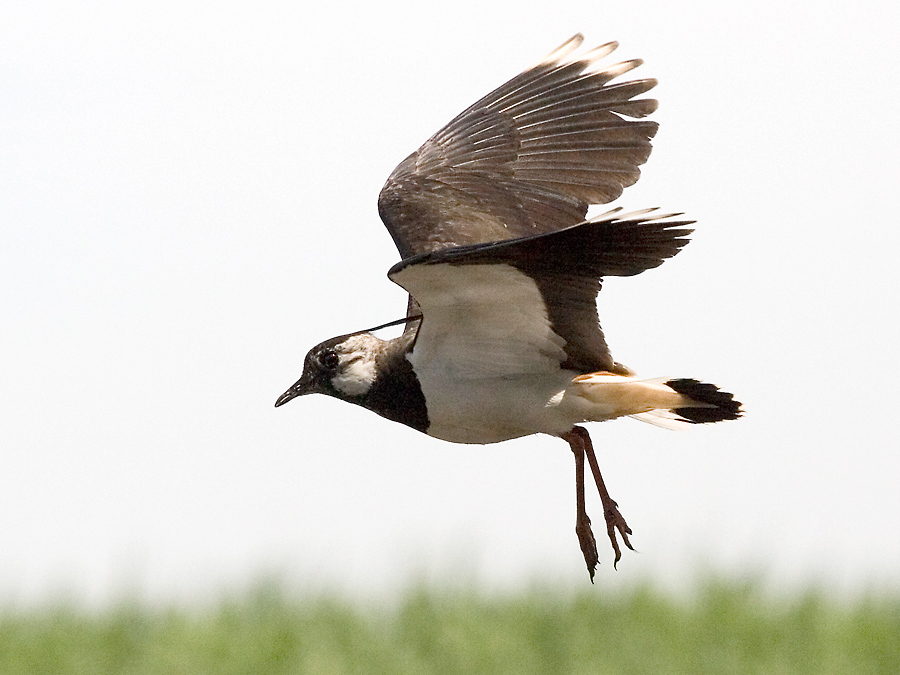 Lapwing in fly