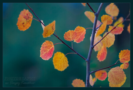 Краски осени#2