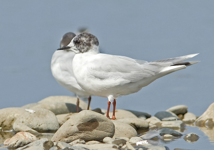 Larus minutus