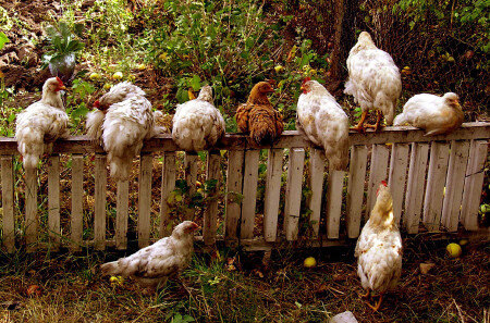 куриные посиделки