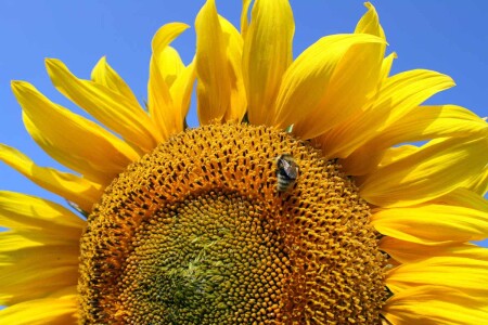 Обои для рабочего стола