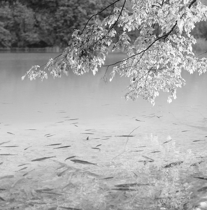 let's go fishing