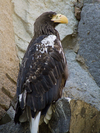 Белоплечий орлан