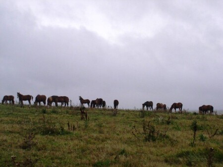 ходят кони..