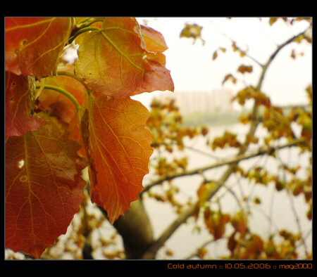 0000-0018 :: Cold Autumn