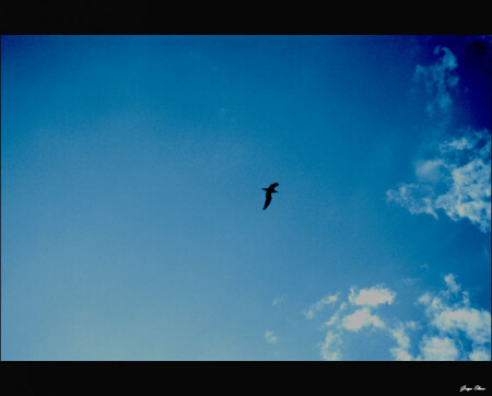 freedom
