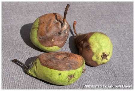 Угасающие краски уходящего лета