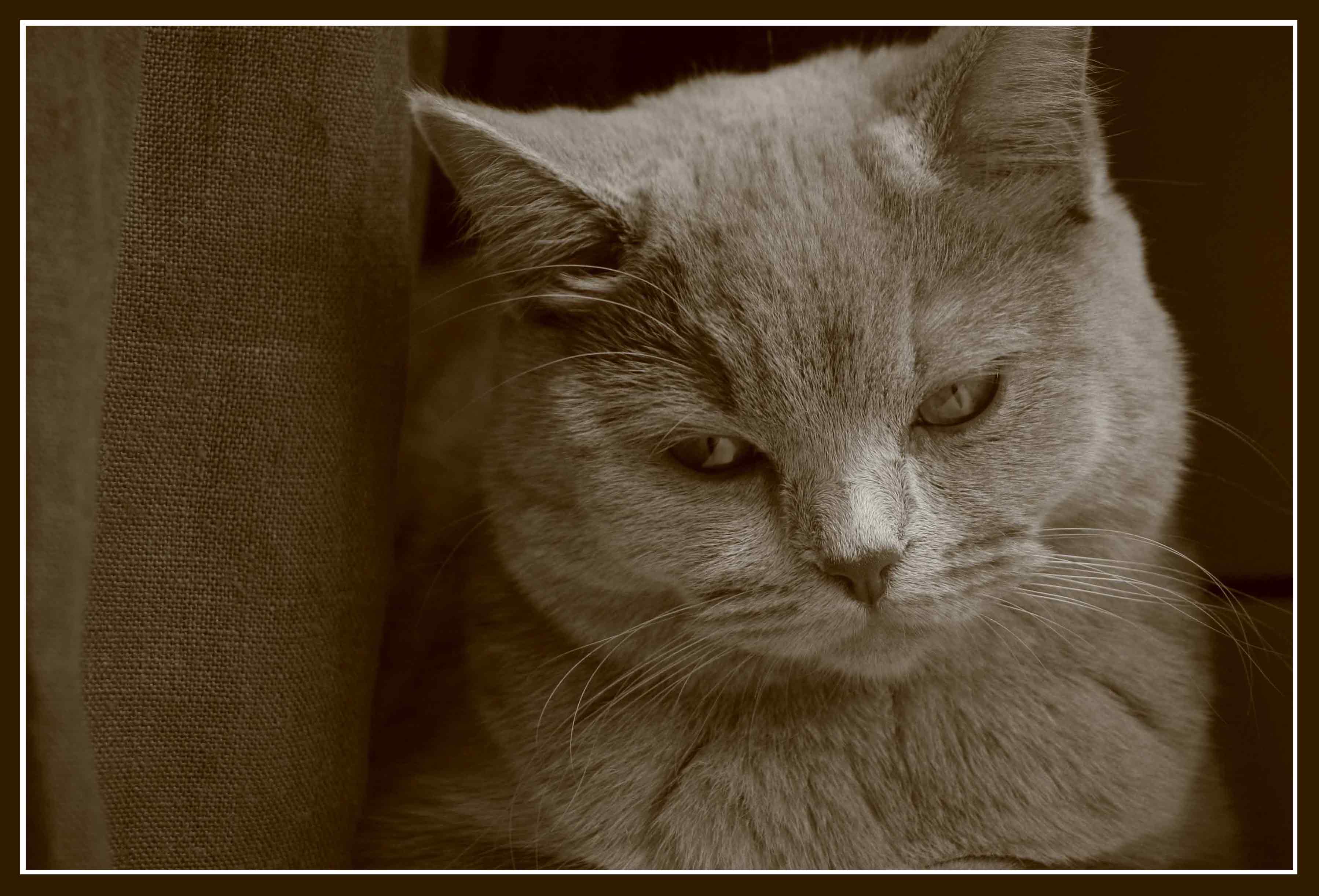 кошачий портрет