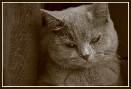 кошачий портрет