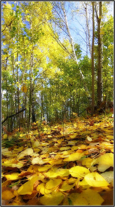 Светлая осень