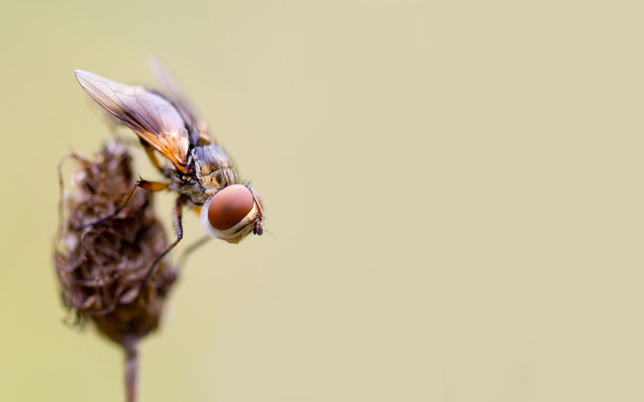 The fly