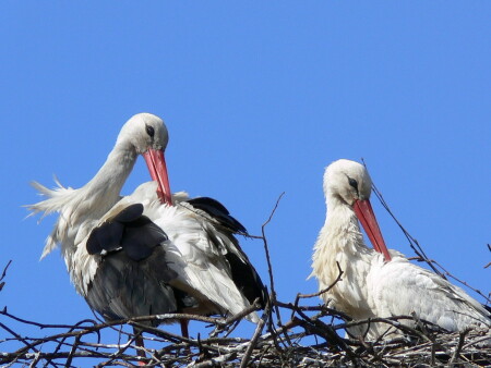 Муж и Жена :)