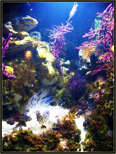 The underwater world