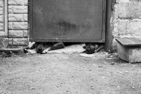 собаки-барабаки