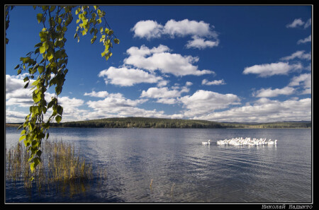 Пейзаж про гусей