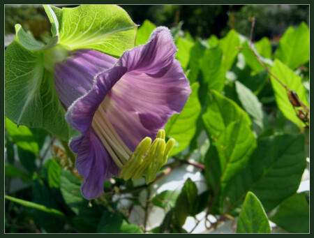 колокольный перезвон