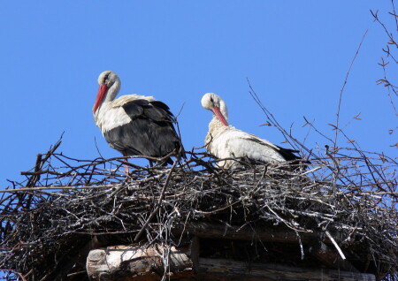 Простить или не простить... ?