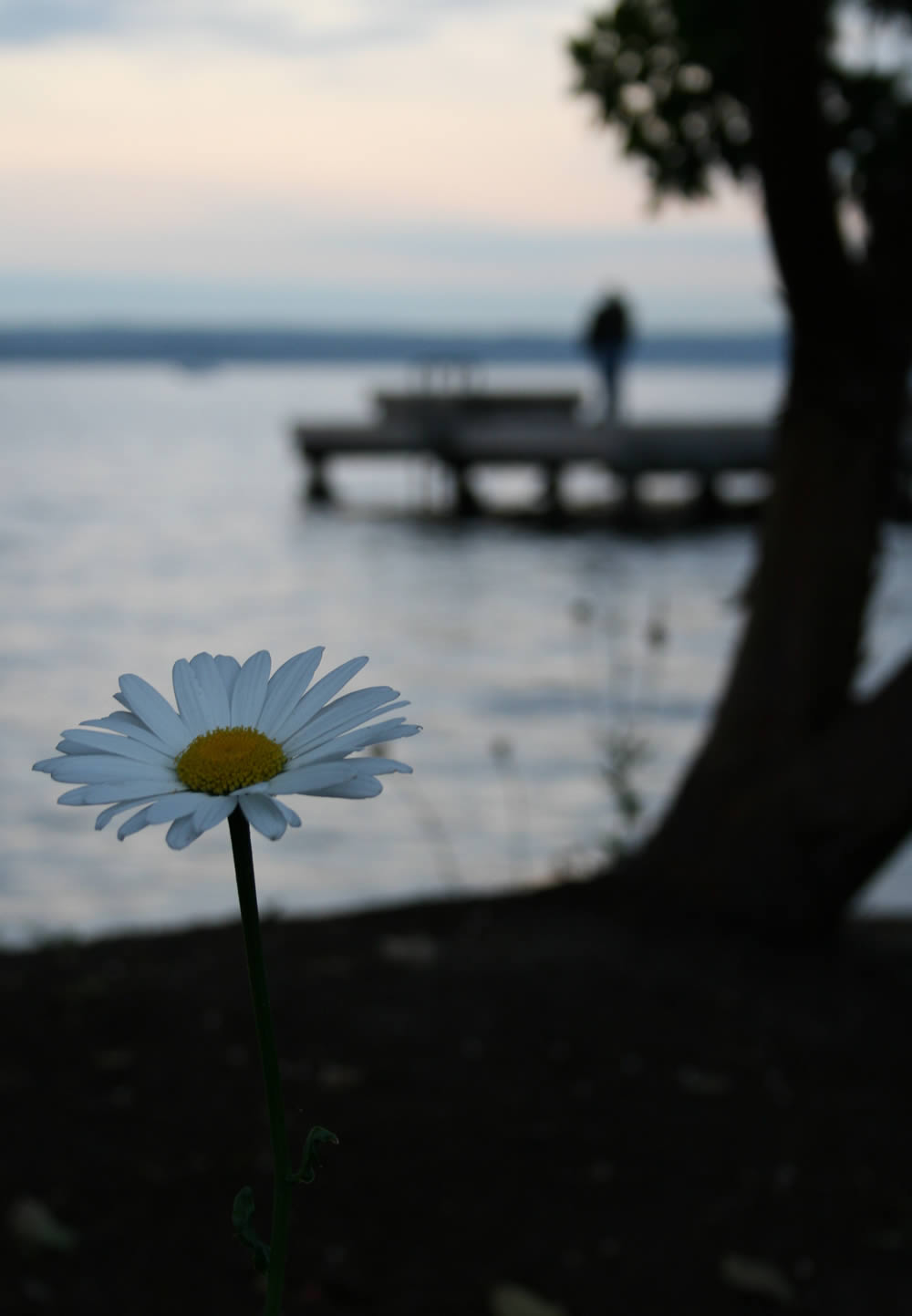 Chamomile In the Dusk