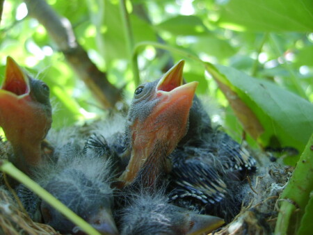 Желторотики