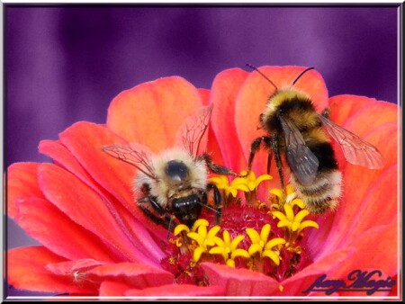 Оди дом на двоих