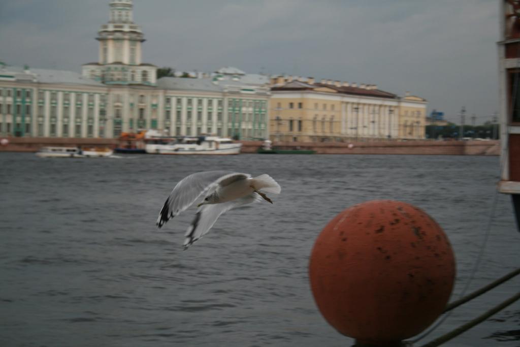 Питерская чайка и шар