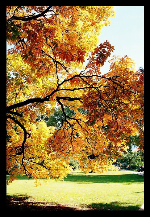 autumn