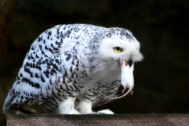 Have a nice meal!