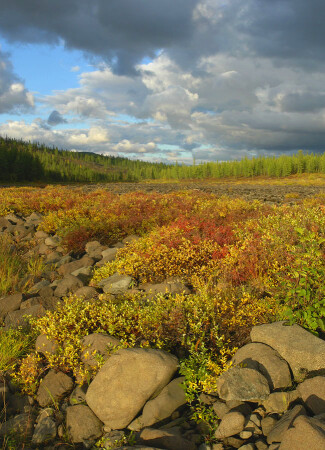 Осенние мотивы*