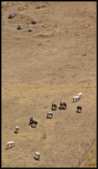 Small horses