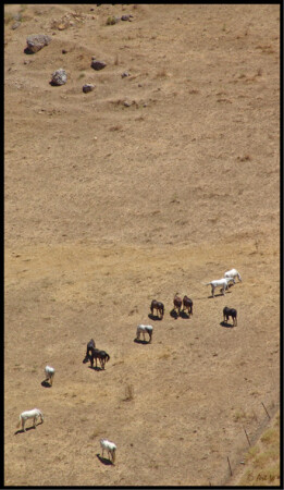 Small horses