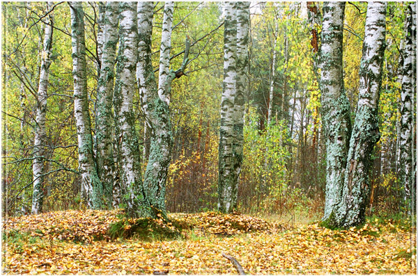 Осенние зарисовки