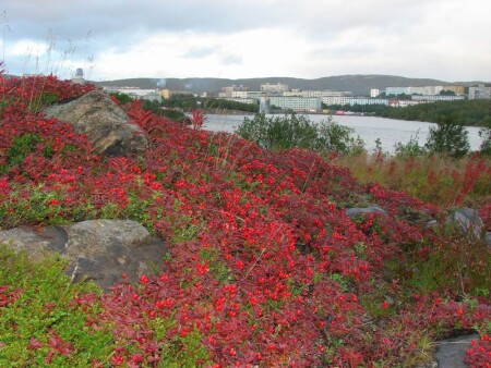 Ягодные запасы для города