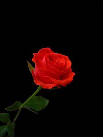 Аленький цветочек