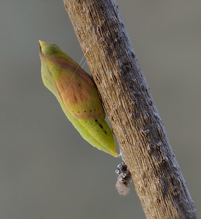 Куколка C.crocea