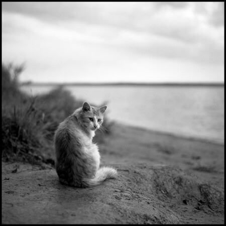 Пейзаж с рыжим кошаком