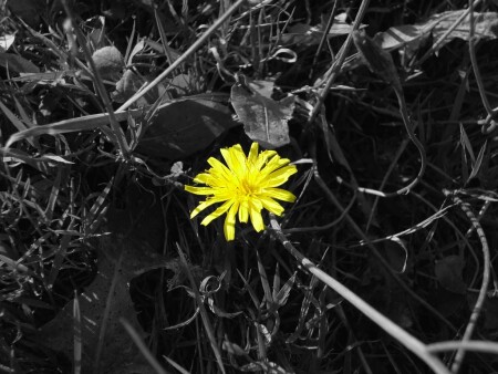 последний цветок осени