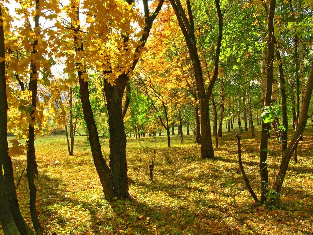 Золотая осень