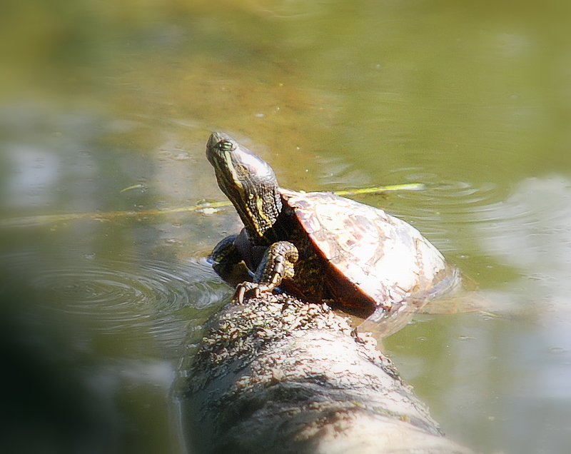 Солнечные ванны и водные процедуры
