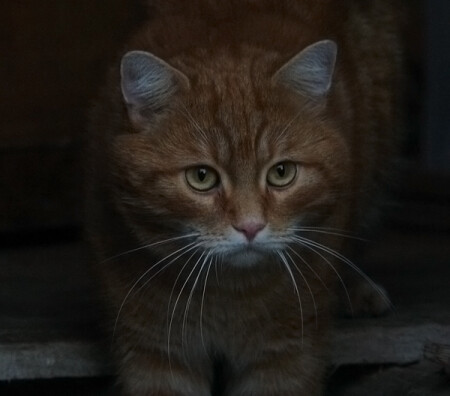 Осенний кот