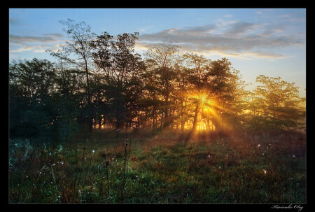 Morning light